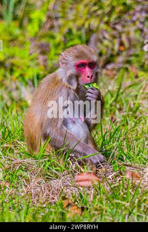 Rhesus Macaque, mulatta di Macaca, Parco Nazionale reale di Bardia, Parco Nazionale di Bardiya, Nepal, Asia Foto Stock