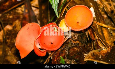 Funghi tropicali, foresta pluviale tropicale, bacino del fiume Napo, Amazzonia, Ecuador, America Foto Stock