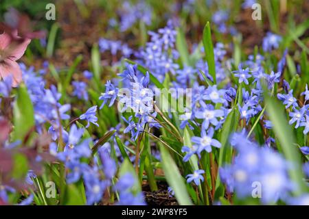 Blue Scilla luciliae, conosciuta anche come la gloria di Bossier della neve o la gloria di Lucile della neve, fiore. Foto Stock