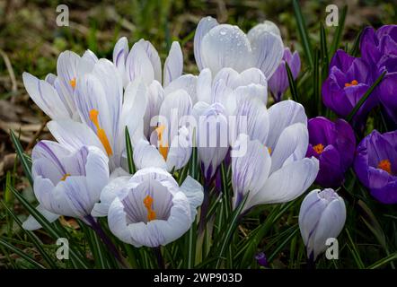 Foto macro dei crochi che fioriscono molto presto in primavera tra l'erba nei colori bianco e viola, Paesi Bassi Foto Stock