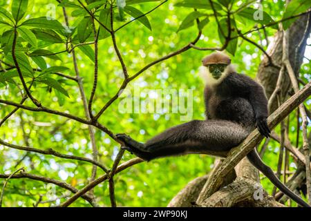 Scimmia (langur grigio) si trova su un ramo nella giungla vicino al fiume Bentota Ganga, Sri Lanka. Foto Stock