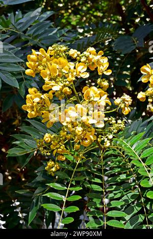 Fiori d'albero delle meraviglie dorate (Senna spectabilis) Foto Stock