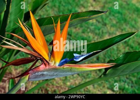 Fiore dell'uccello del paradiso (Strelitzia reginae) sul giardino tropicale Foto Stock