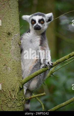 Lemur a coda di rondine nell'albero Foto Stock