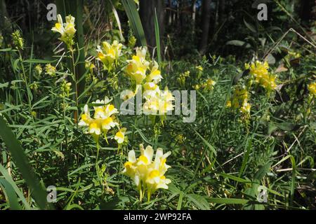 Burro e uova Linaria vulgaris, chiamata anche toadflax giallo o toadflax comune, pianta erbacea perenne della famiglia delle Plantaginaceae. Spronato Foto Stock