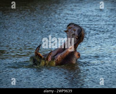 Ippopotamo adulto con bocca aperta, Otjozondjupa, Namibia Foto Stock