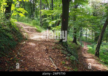 Banja Koviljaca, Loznica, Serbia. Monte Guchevo, parco e foresta, terrazze forestali. Foglie appassite a settembre. Sentieri e sentieri per escursioni. Calma Foto Stock