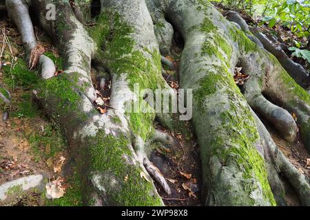 radici ricoperte di muschio verde. Banja Koviljaca, Serbia, terrazze parco. La radice è la parte sotterranea della pianta, che serve a rafforzarla Foto Stock