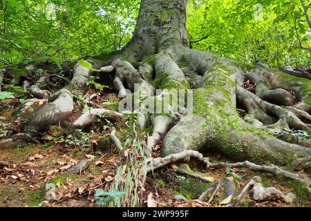 radici ricoperte di muschio verde. Banja Koviljaca, Serbia, terrazze parco. La radice è la parte sotterranea della pianta, che serve a rafforzarla Foto Stock
