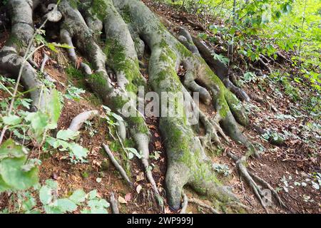 radici ricoperte di muschio verde. Banja Koviljaca, Serbia, terrazze parco. La radice è la parte sotterranea della pianta, che serve a rafforzarla Foto Stock