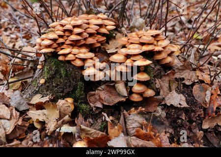 Kuehneromyces mutabilis anche Pholiota mutabilis, comunemente noto come Woodtuft Foto Stock