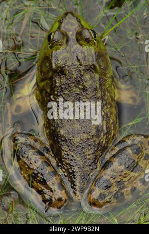 Vista dall'alto di un Bullfrog americano, Lithobates catesbeianus, nel Rock Pond nella Pharoah Lake Wilderness area, nelle Adirondack Mountains di New York Foto Stock