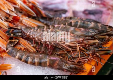 Assortimento giornaliero di gamberoni, gamberetti, pesci, conchiglie, molluschi sul ghiaccio sul mercato del pesce in Francia da vicino Foto Stock