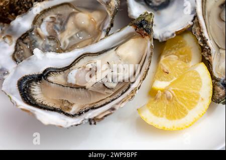 Molluschi di ostriche francesi, olandesi, del pacifico o giapponesi, taglia 1, serviti con limone fresco e pesce crudo Foto Stock