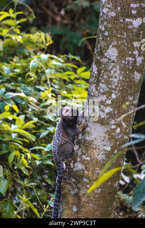 Scimmia Sagui nella natura selvaggia, nella campagna di São Paolo Brasile. Foto Stock