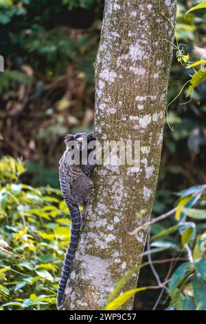 Scimmia Sagui nella natura selvaggia, nella campagna di São Paolo Brasile. Foto Stock