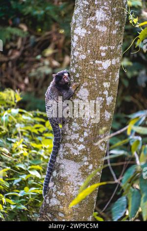 Scimmia Sagui nella natura selvaggia, nella campagna di São Paolo Brasile. Foto Stock