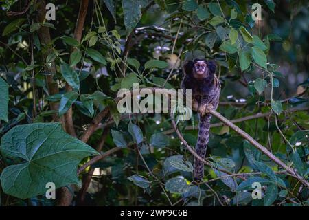 Scimmia Sagui nella natura selvaggia, nella campagna di São Paolo Brasile. Foto Stock