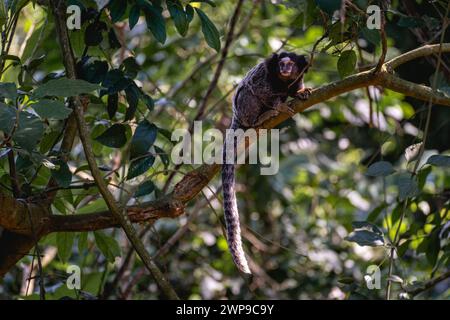 Scimmia Sagui nella natura selvaggia, nella campagna di São Paolo Brasile. Foto Stock