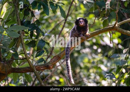 Scimmia Sagui nella natura selvaggia, nella campagna di São Paolo Brasile. Foto Stock