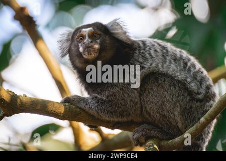 Primo piano da una scimmia Sagui nella natura selvaggia, nella campagna di São Paul, Brasile. Foto Stock