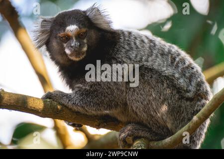 Primo piano da una scimmia Sagui nella natura selvaggia, nella campagna di São Paul, Brasile. Foto Stock