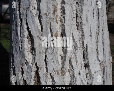 Tronco bianco di un albero da frutto. Protezione dell'albero da insetti - parassiti. Albero di noce senza foglie. Lavoro agricolo e orticolo nel Foto Stock