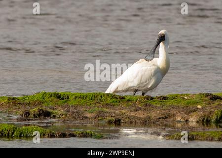 Una paglietta reale (Platalea regia), nota anche come paglietta nera, si trova vicino alla foce dell'Oceano Pacifico del fiume Tahakopa. Foto Stock