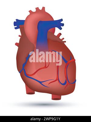 Cuore dell'uomo, illustrazione vettoriale Illustrazione Vettoriale