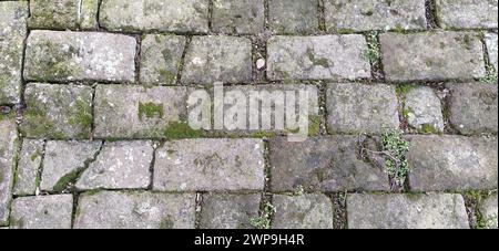 Vecchie pietre di pavimentazione. Pietre rettangolari grigie posate come piastrelle. Un percorso antico e umido. Pietre con muschio, erba, foglie e terreno. Retro. Consistenza in pietra per Foto Stock