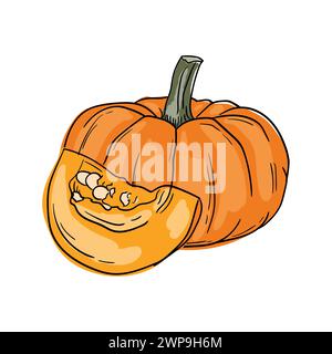 Zucca. Illustrazione vettoriale disegnata a mano di verdure. Ingrediente culinario. Adesivo isolato su sfondo bianco Illustrazione Vettoriale