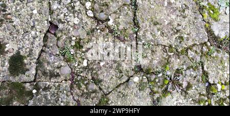 Vecchio calcestruzzo ricoperto di muschio morbido. Muschio verde di spugna sulla pietra. Vegetazione su sfondo grigio Foto Stock