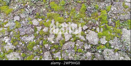 Vecchio calcestruzzo ricoperto di muschio morbido. Muschio verde di spugna sulla pietra. Vegetazione su sfondo grigio Foto Stock