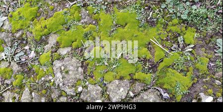 Vecchio calcestruzzo ricoperto di muschio morbido. Muschio verde di spugna sulla pietra. Vegetazione su sfondo grigio Foto Stock