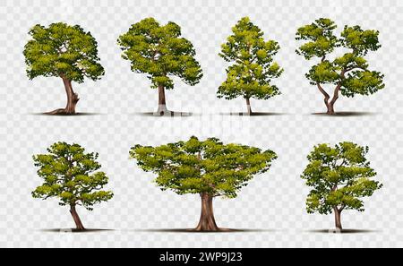 Albero realistico. Foresta di querce verdi isolata su elementi di design di sfondo trasparente, ramo e cespuglio grande giardino, grande fusto a foglia decidua natura. Piante del parco estivo, illustrazione botanica 3d vettoriale Illustrazione Vettoriale