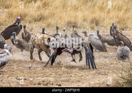 Una iena solitaria insegue gli avvoltoi lontano da un omicidio. Nel Masai Mara, Kenya. Foto Stock