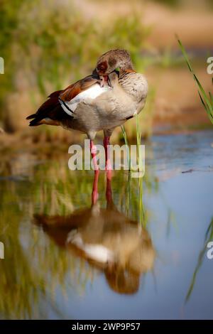 Un'oca egiziana e il suo riflesso speculare in una pozza d'acqua del Parco Nazionale Kruger Foto Stock