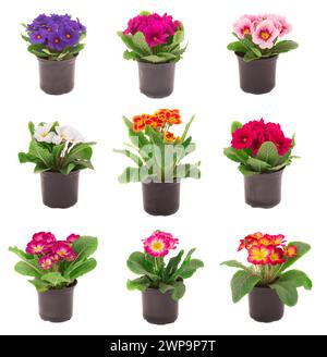 la primula del collage in una pentola isolata su sfondo bianco Foto Stock