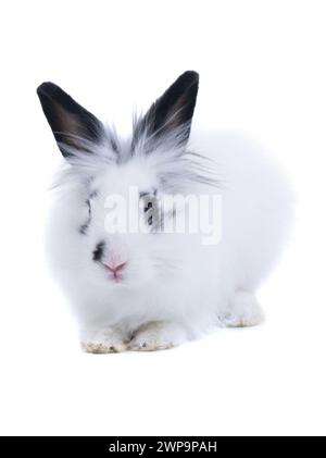 coniglio bianco decorativo isolato su sfondo bianco Foto Stock