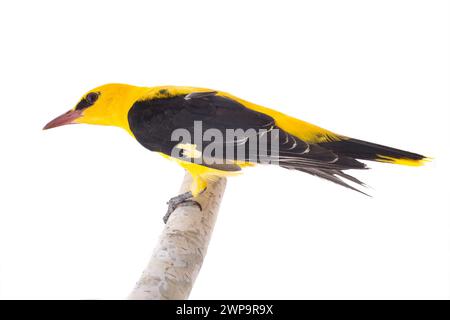 Curioso Oriolo dorato eurasiatico (Oriolus oriolus) isolato su sfondo bianco Foto Stock