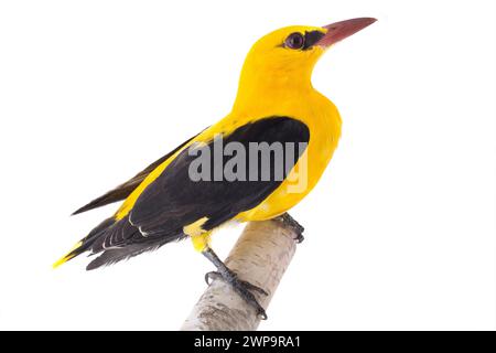 Curioso Oriolo dorato eurasiatico (Oriolus oriolus) isolato su sfondo bianco Foto Stock