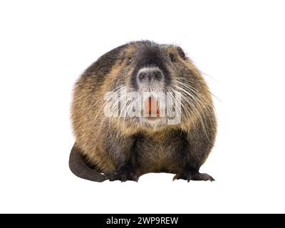 Coypu (Myocastor coypus), noto anche come ratto di fiume o nutria, animale mammifero isolato su sfondo bianco Foto Stock