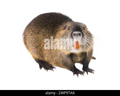 Coypu (Myocastor coypus), noto anche come ratto di fiume o nutria, animale mammifero isolato su sfondo bianco Foto Stock