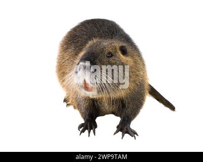 Coypu (Myocastor coypus), noto anche come ratto di fiume o nutria, animale mammifero isolato su sfondo bianco Foto Stock