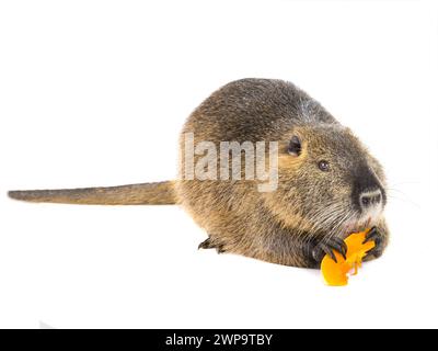 Mangia la zucca coypu (Myocastor coypus), anche nota come ratto di fiume o nutria animale mammifero isolato su sfondo bianco Foto Stock