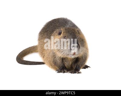 Coypu (Myocastor coypus), noto anche come ratto di fiume o nutria, animale mammifero isolato su sfondo bianco Foto Stock