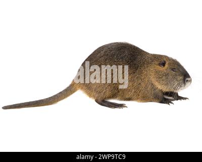 Coypu (Myocastor coypus), noto anche come ratto di fiume o nutria, animale mammifero isolato su sfondo bianco Foto Stock