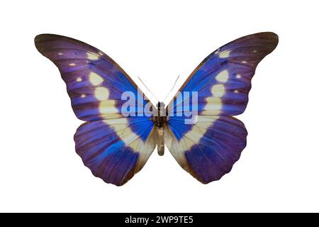 Farfalla Morpho helena m, isolata su sfondo bianco Foto Stock