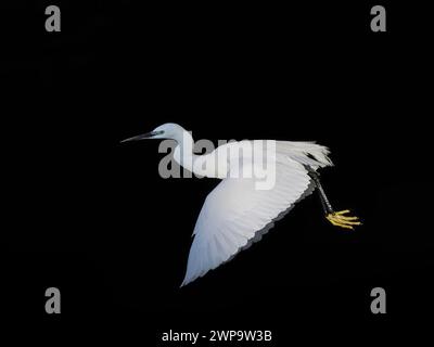 Fiume Douro piccola egretta bianca in volo su sfondo scuro Foto Stock