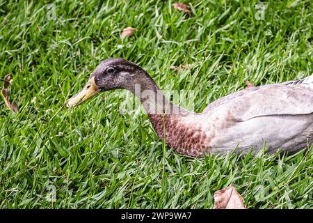 Anatra da corsa indiana o anatra domestica (anas platyrhynchos domesticus), uccelli che riposano e sull'erba, crogiolandosi al sole Foto Stock